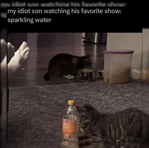 Cat Watching Sparkling Water