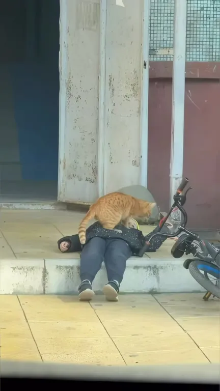 Кот оседлал велосипедиста