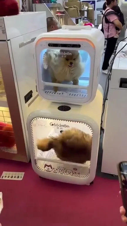 Котята в сушильной машине
