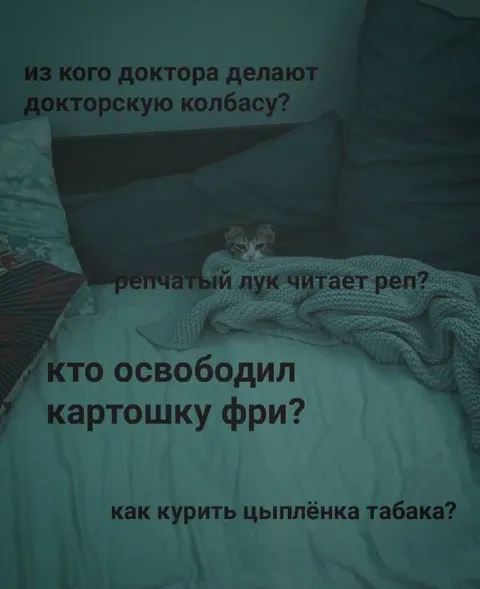 Абсурдные вопросы с котом