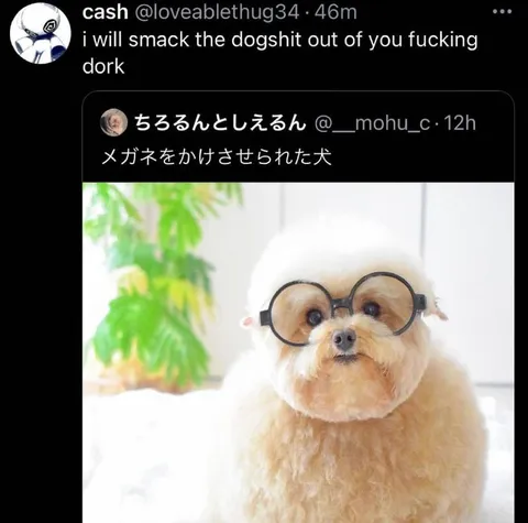 Threatening Glasses Dog