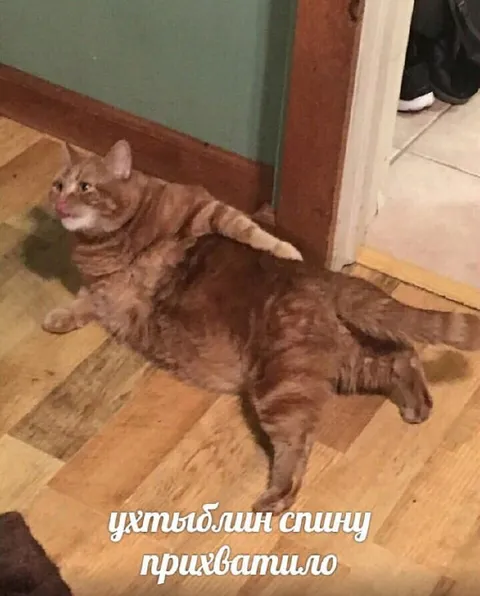 Коту спину прихватило