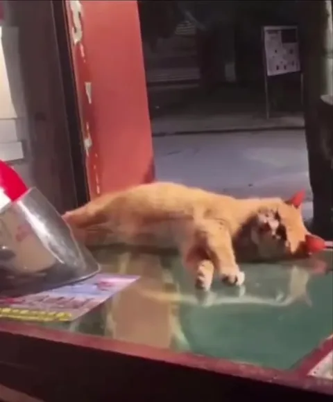 Кот исчезает со стола