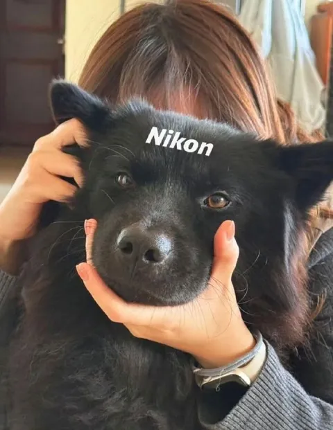 Собака Nikon