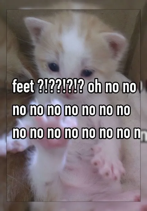 Kitten Sees Feet and Panics