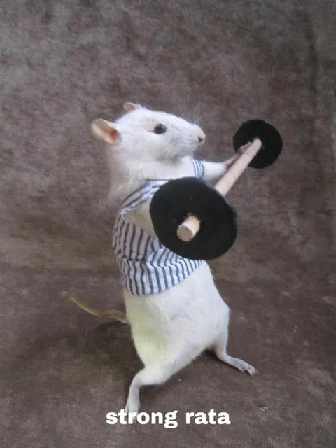 Strong Rata Lifting Weights