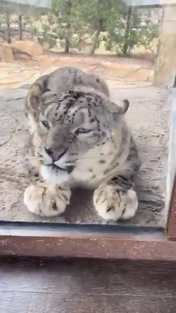 Уставший тигр смотрит в душу