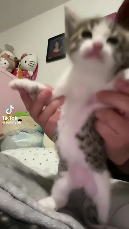 Котёнок под Pound Town