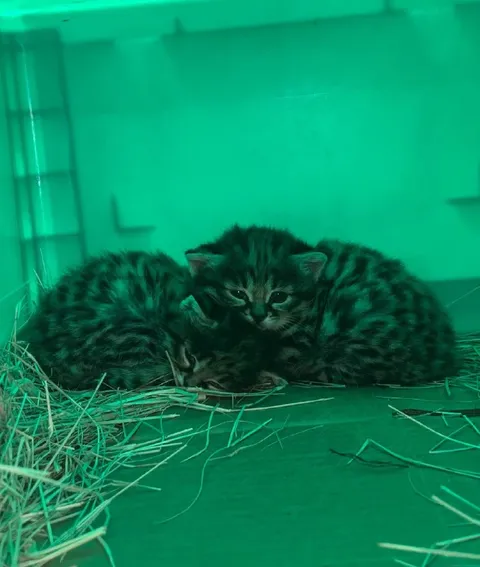 Три котёнка в зелёном свете