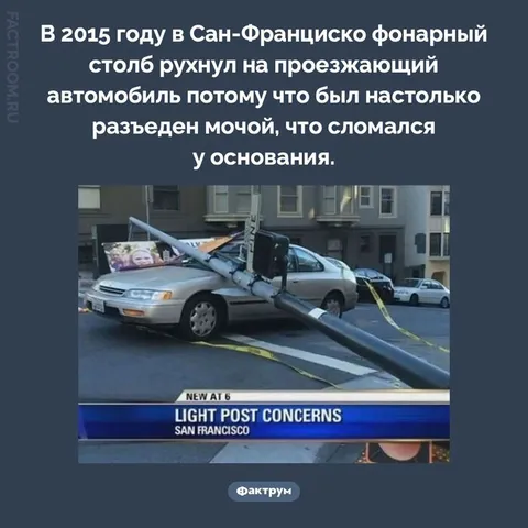 Фонарный столб, разъеденный мочой