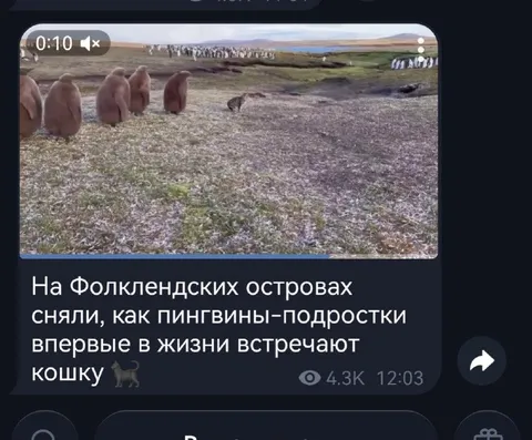 Пингвины впервые встречают кошку