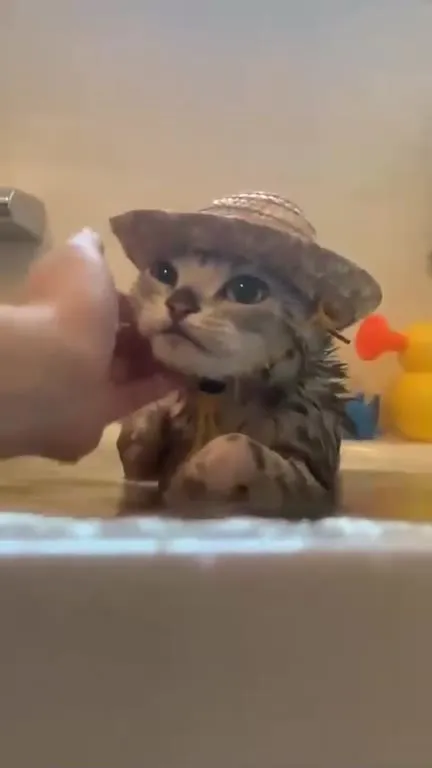 Кот в ванной с утёнком