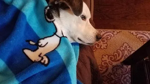 Собака укрылась пледом