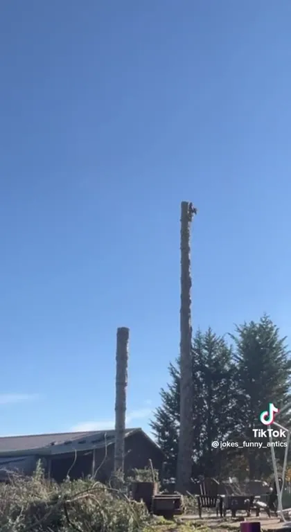 Дерево падает не туда