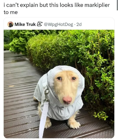 Dog Looks Like Markiplier