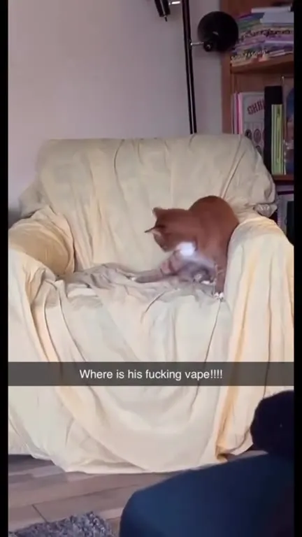 Cat Searches for His Vape