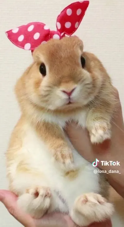 Calendario Playboy de conejitos