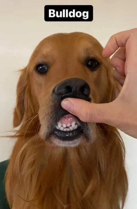Bulldog Golden Retriever Mix-Up