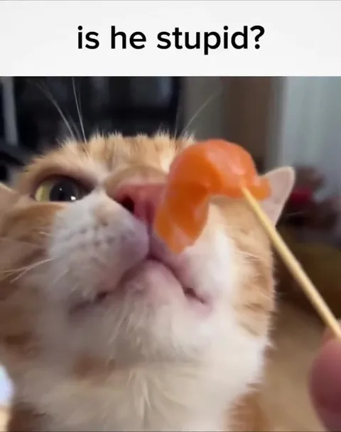 Is He Stupid Cat