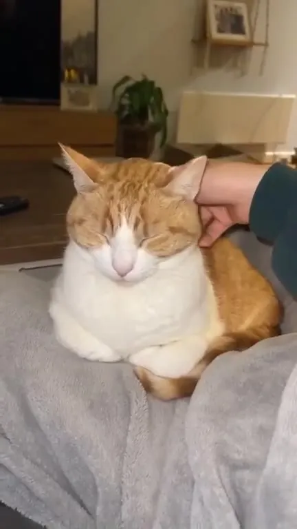 Рыжий кот наслаждается лаской