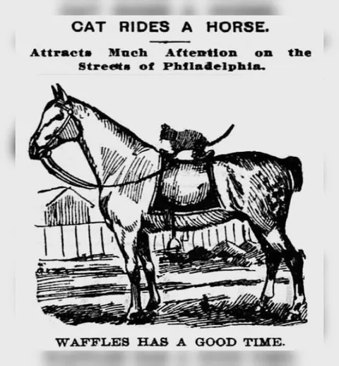 Cat Rides a Horse