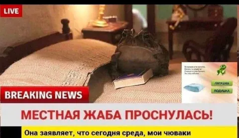 Местная жаба проснулась