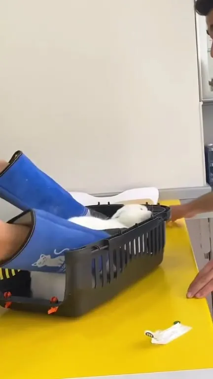 Cats Refuse to Cooperate