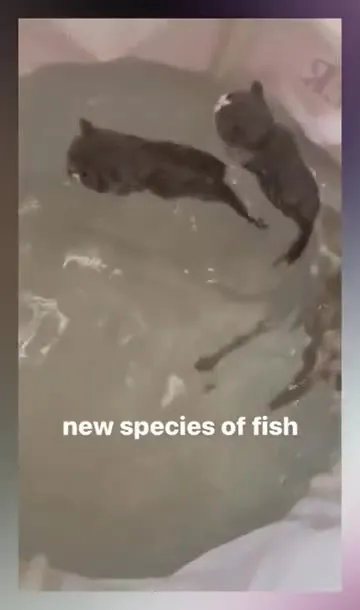 New Species of Fish