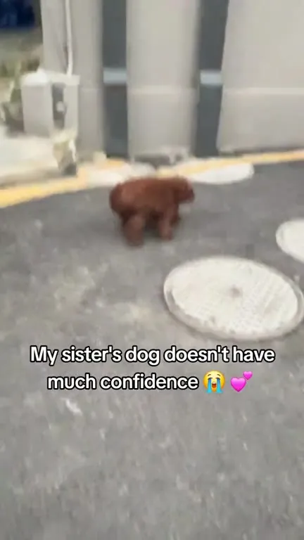 Shy Dog Lacks Confidence