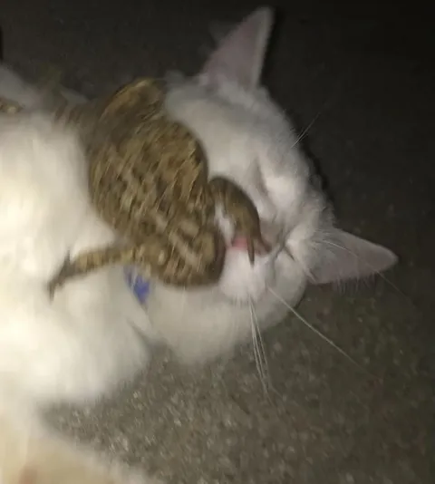 Кот целует черепаху