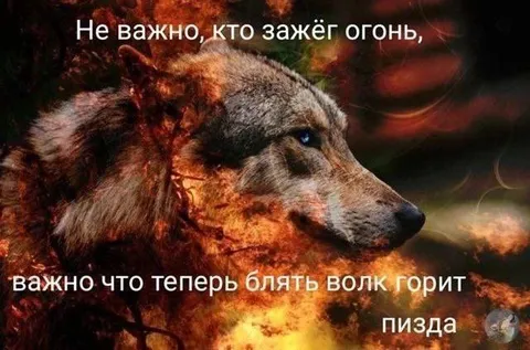 Волк горит, и это важно