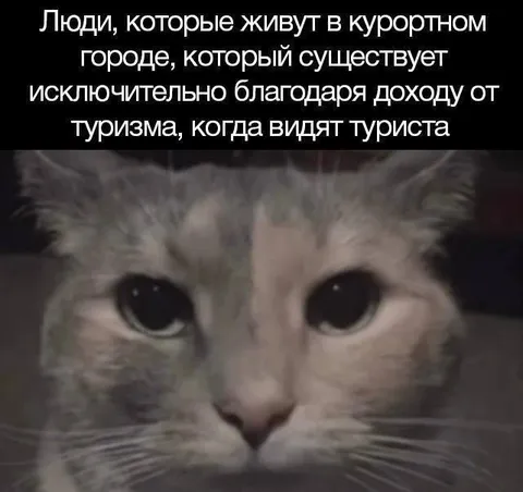 Кот увидел туриста