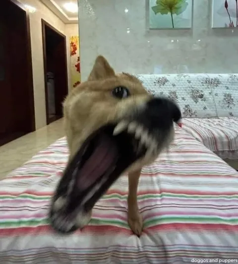 Собака с безумной мордой