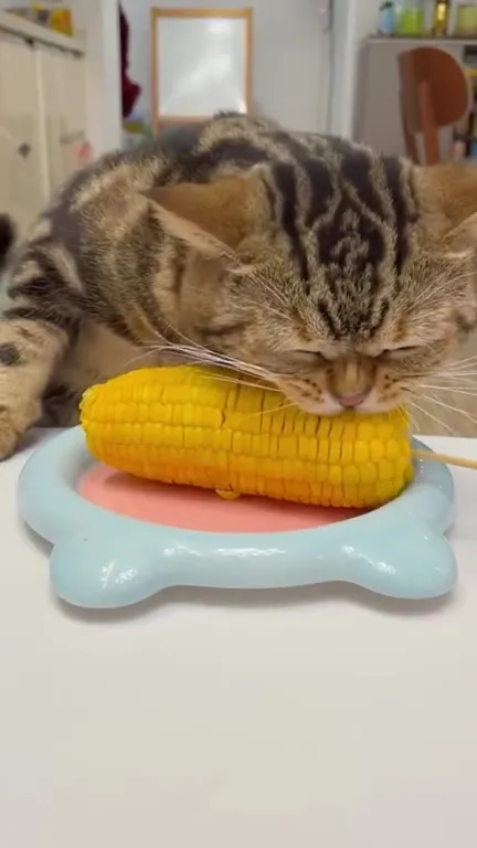 猫咪大口吃玉米