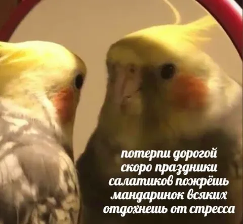Потерпи, дорогой, скоро праздники