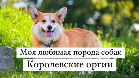 Королевские уши корги