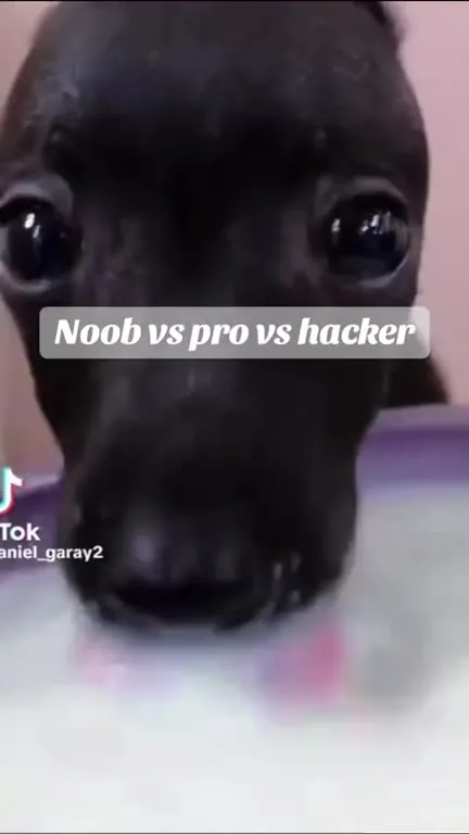 Noob Pro Hacker Dogs