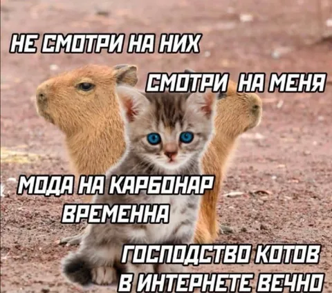 Котёнок среди капибар