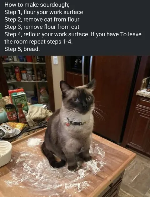 How to Make Sourdough with a Cat