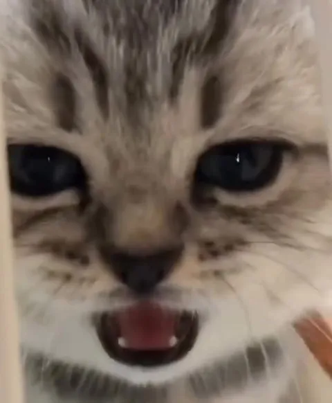 Котики просто хотят танцевать