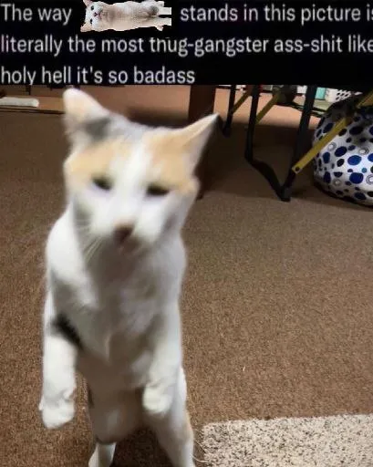 Badass Thug-Gangster Cat Stance