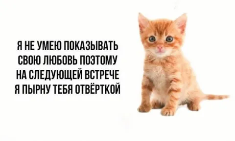 Котёнок и любовь через тычок