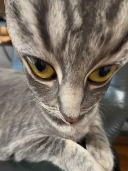 Серьёзный взгляд кота