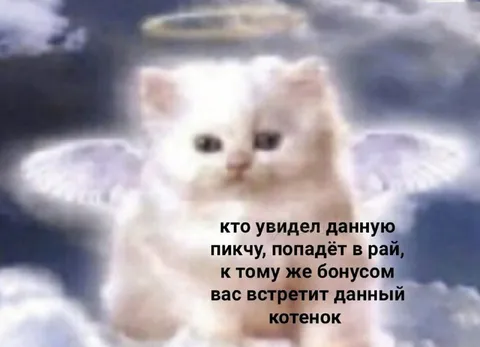 Котёнок встретит в раю
