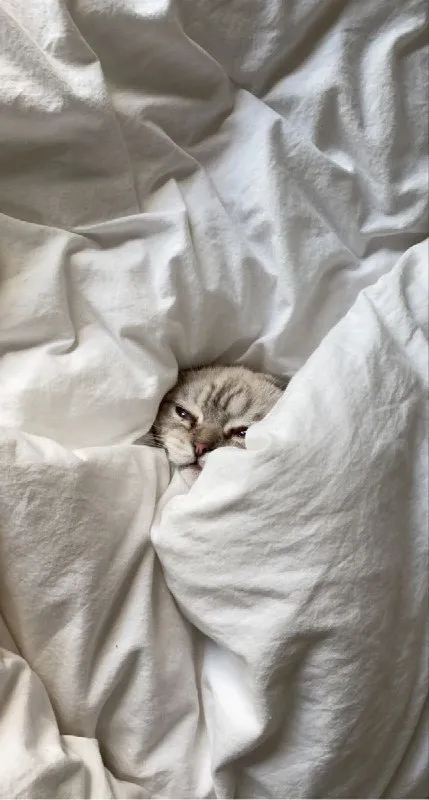 Котёнок спрятался в одеяле