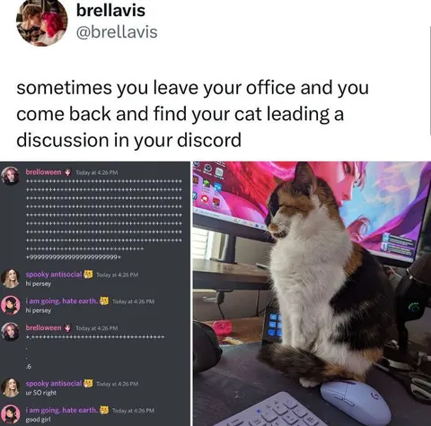 Cat Leads Discord Discussion
