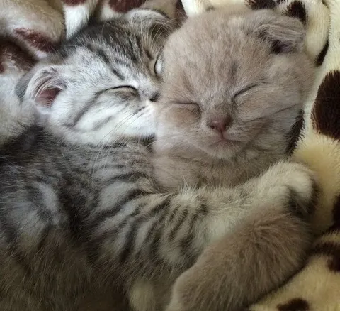 Котята обнимаются во сне