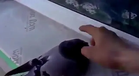 Голубь точно сдох