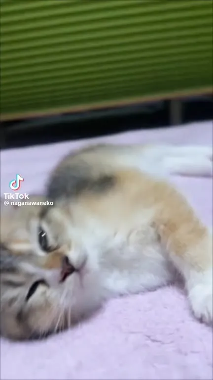 Котёнок катается на кровати