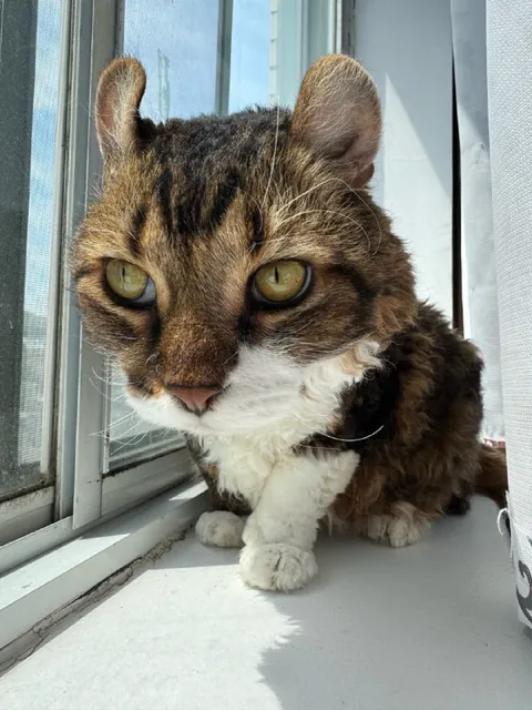 Кот с очень большими ушами